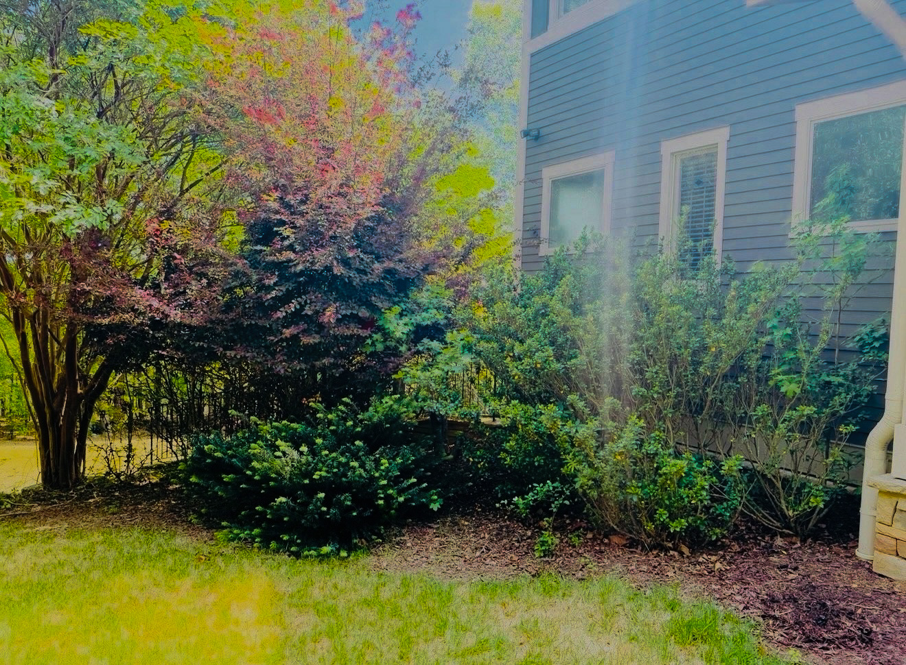 Bush trimming before