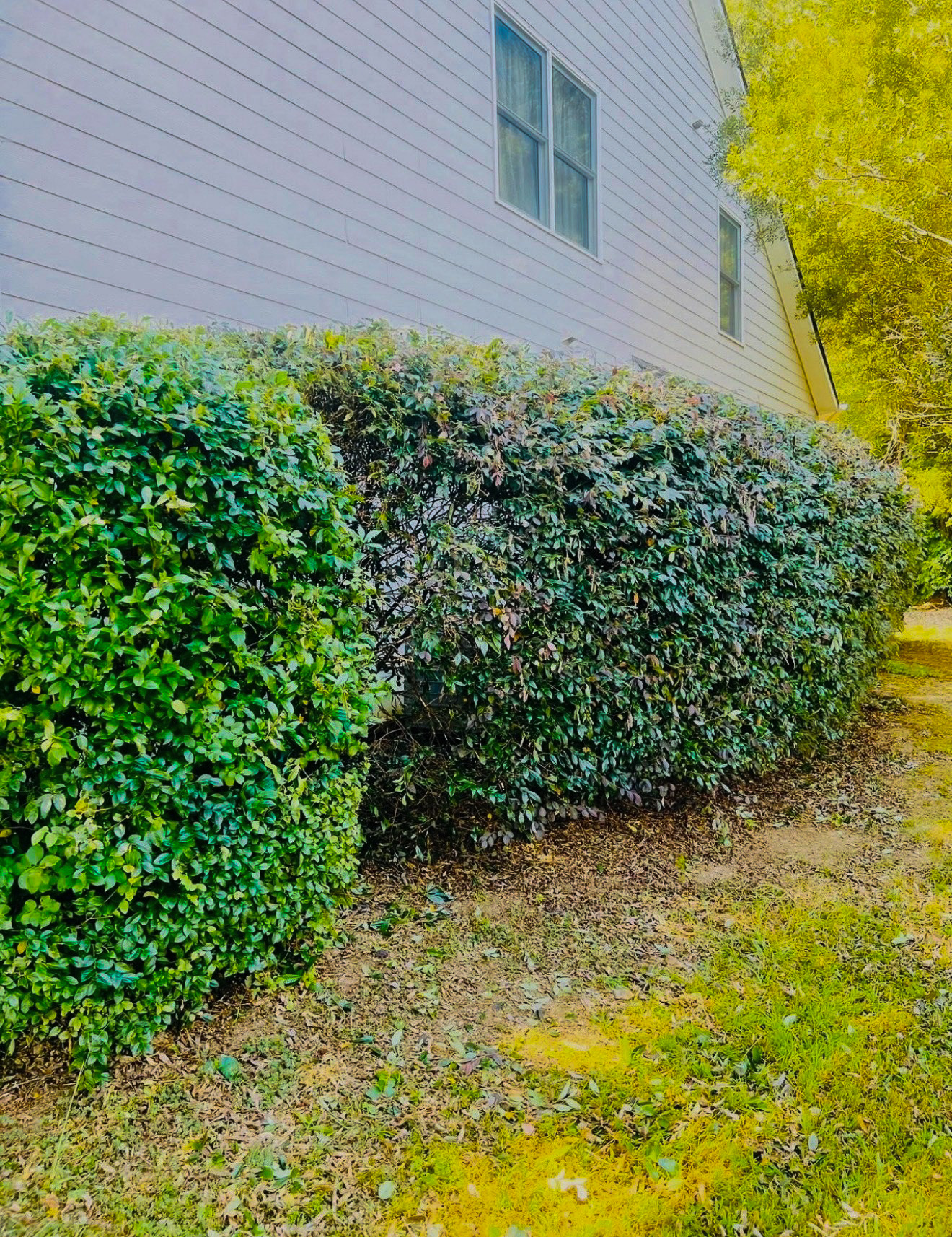Bush trimming after