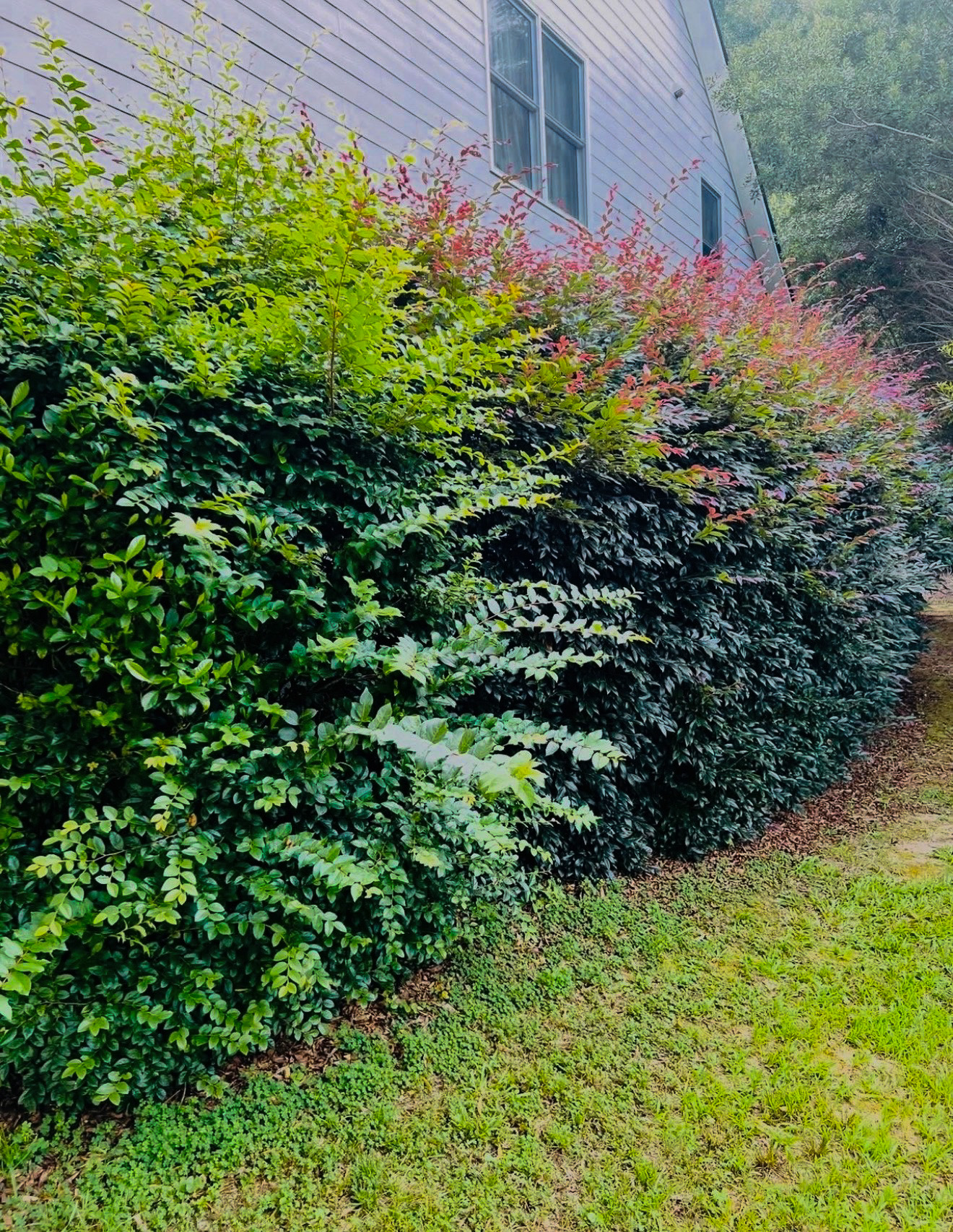 Bush trimming before