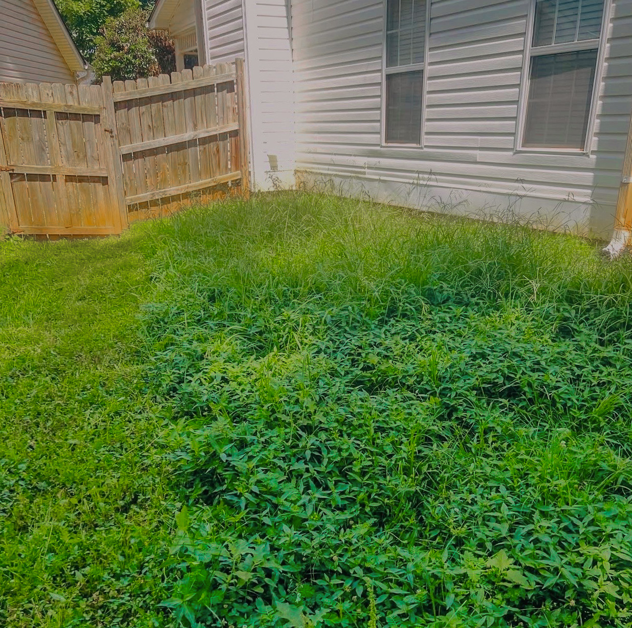 Grass cutting before