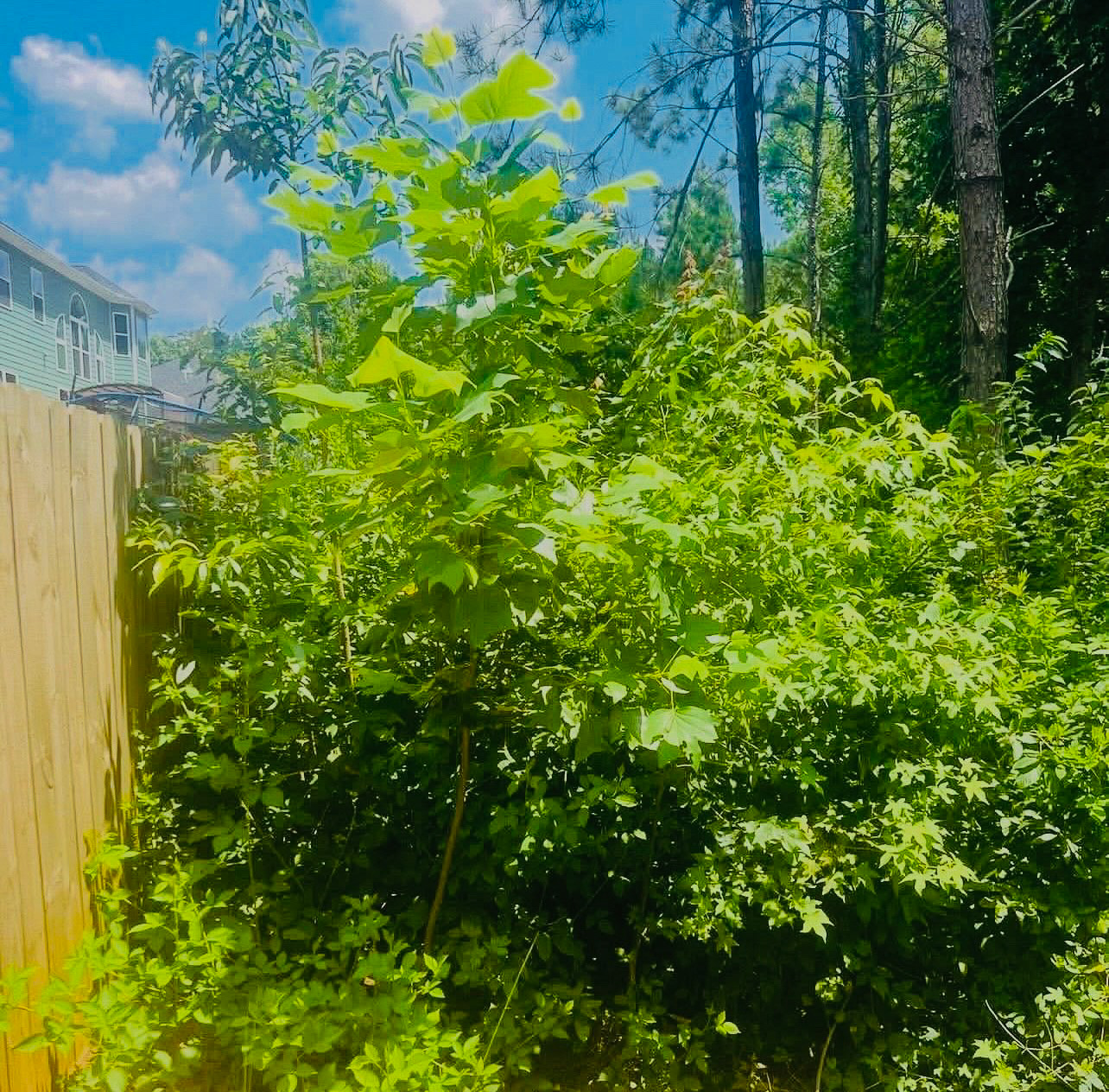 Overgrowth cleanup before