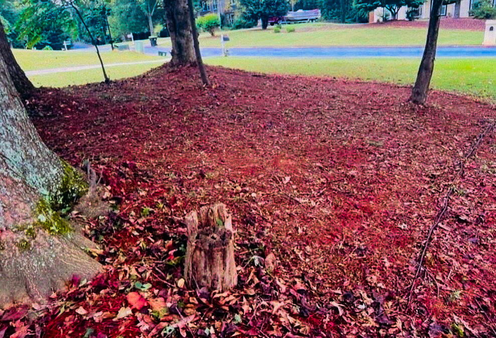 Weed cleanup after