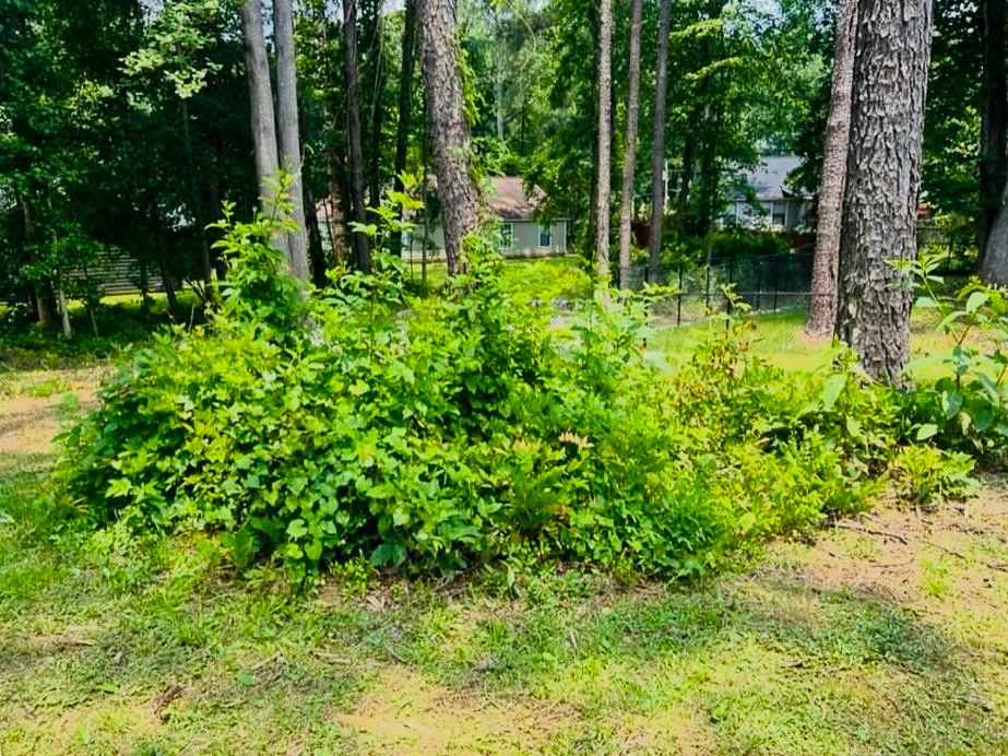 Weed cleanup before