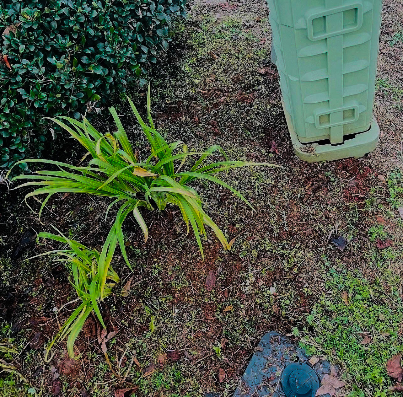 Weed cleanup after