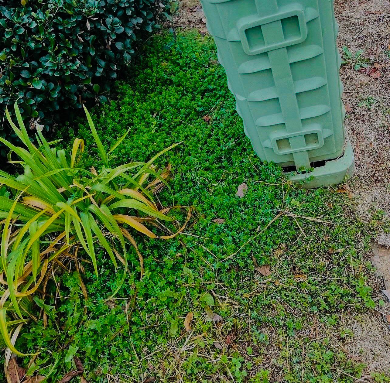 Weed cleanup before